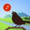 Listen and learn over 300 bird songs and calls from across the continental United States, with up to 34 seconds of song for each bird, and alternative recordings for some birds