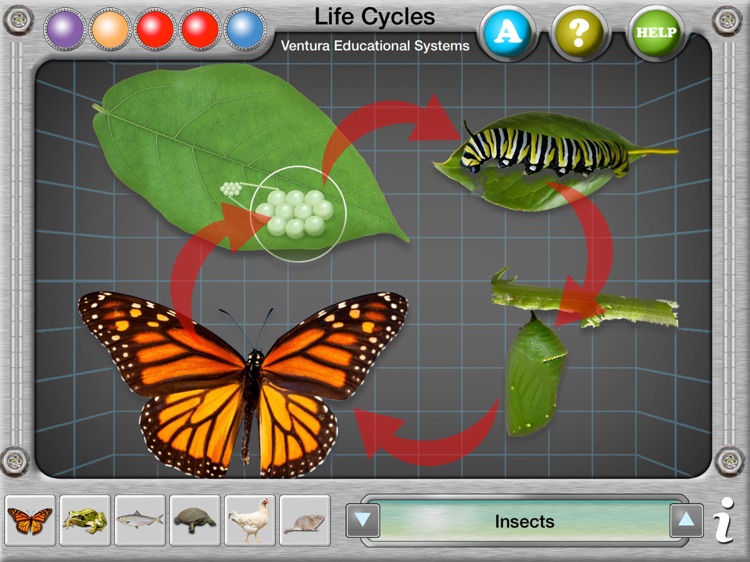 Interactive Life Cycles