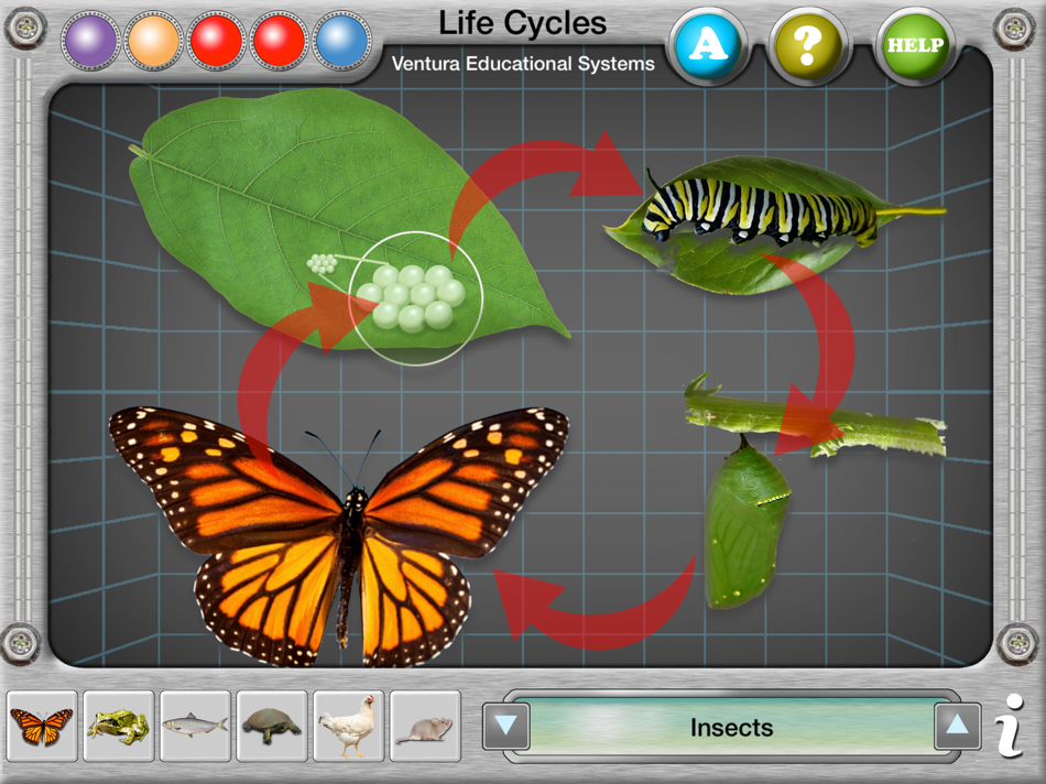 Interactive Life Cycles - 2.1 - (iOS)