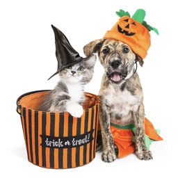 Halloween Pets Sticker Pack