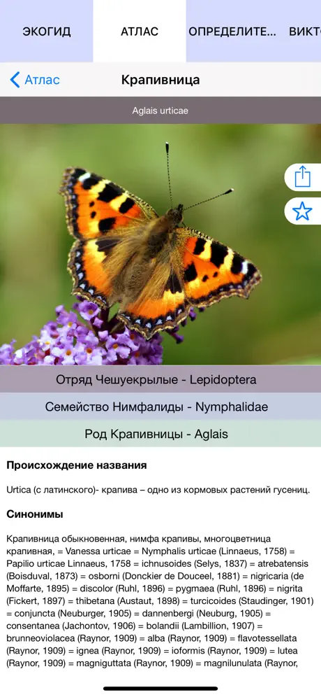 Экогид - Бабочки