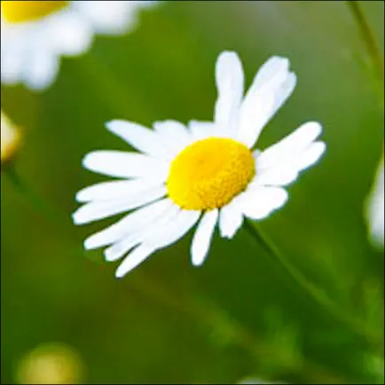 Aroma4Therapy Читы