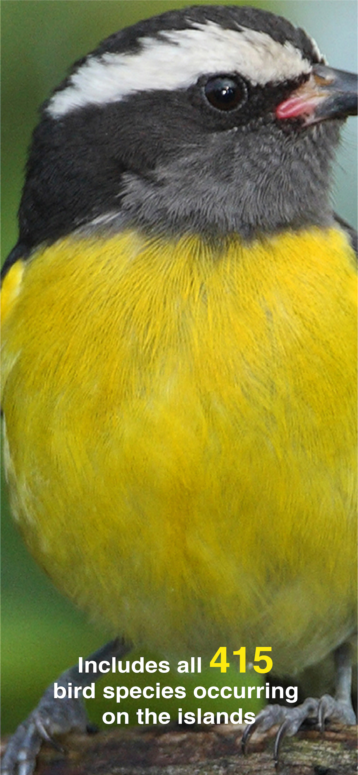 All Birds PR -> Antigua