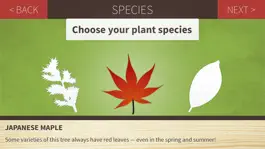 Game screenshot Make a Bonsai apk