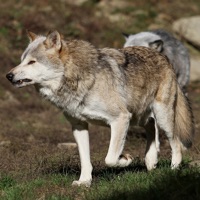 Timberwolf Sounds pour PC
