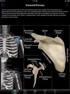 Skeletal Anatomy 3D iPad image 2