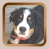 Icon Puppy Dog Mah Jongg Solitaire