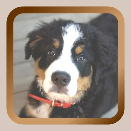 Puppy Dog Mah Jongg Solitaire Читы