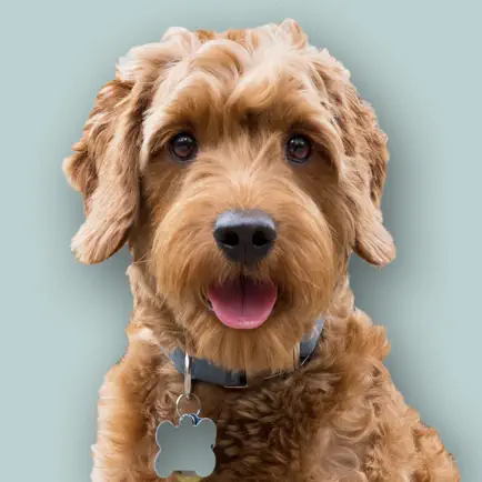 Goldendoodle Sticker Pack Cheats