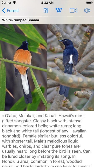 Bird ID Hawaii Screenshot