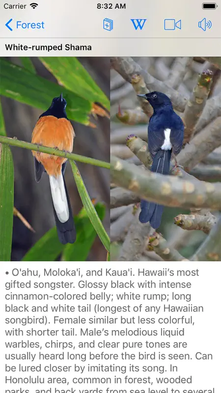 Bird ID Hawaii screenshot 9 of 10
