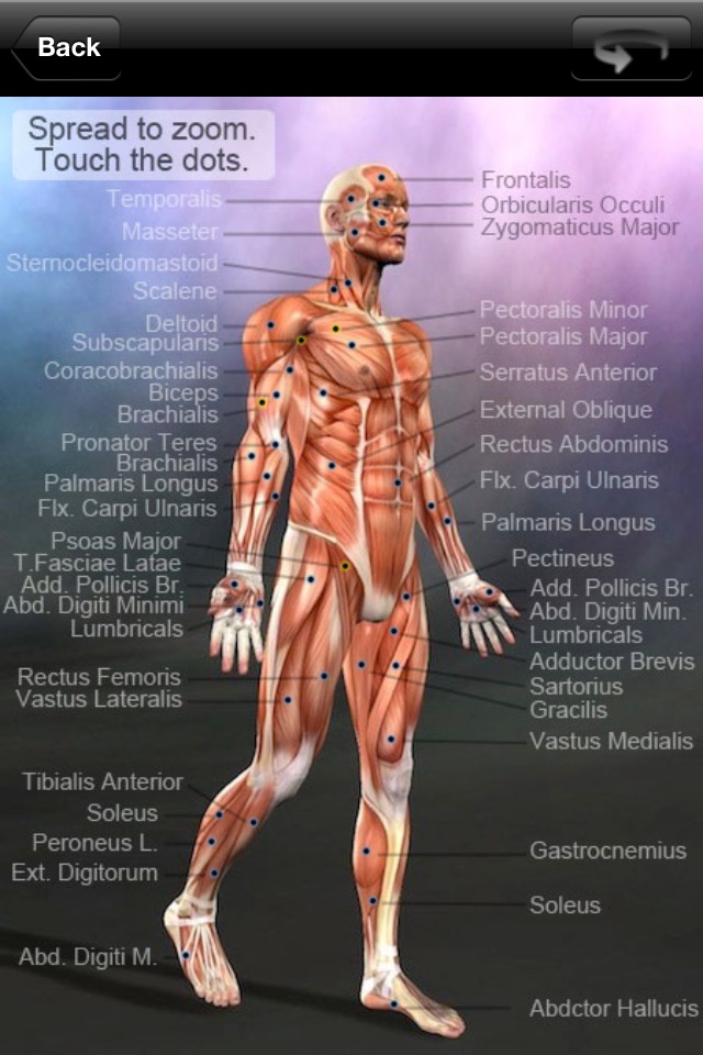 Learn Muscles: Anatomy screenshot 2