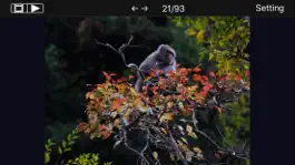 Game screenshot Snow Monkeys apk