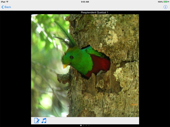Screenshot #4 pour Costa Rica Birds