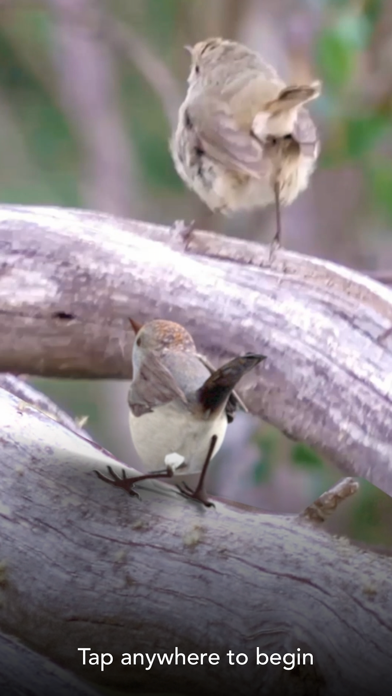 Screenshot #1 pour Simon Denny Cage AR