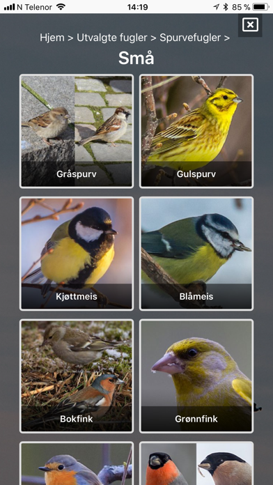 Fugler i nærmiljøet Screenshot