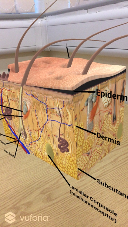 EpidermisAR