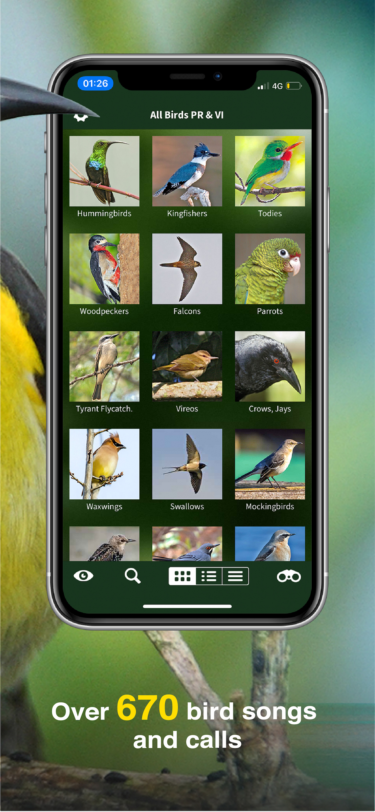 All Birds PR -> Antigua