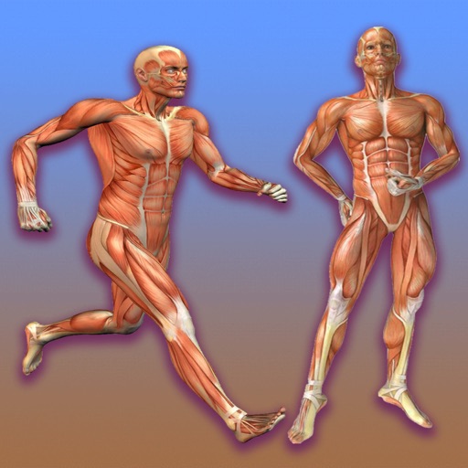 Learn Muscular System icon