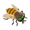 Sutohi Kecifo-There are a variety of insect iMessage stickers in it