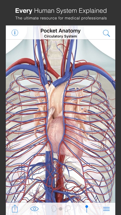 Pocket Anatomy
