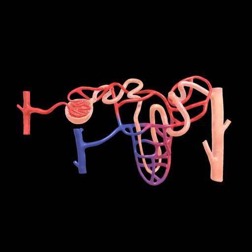 Urinary System Physiology