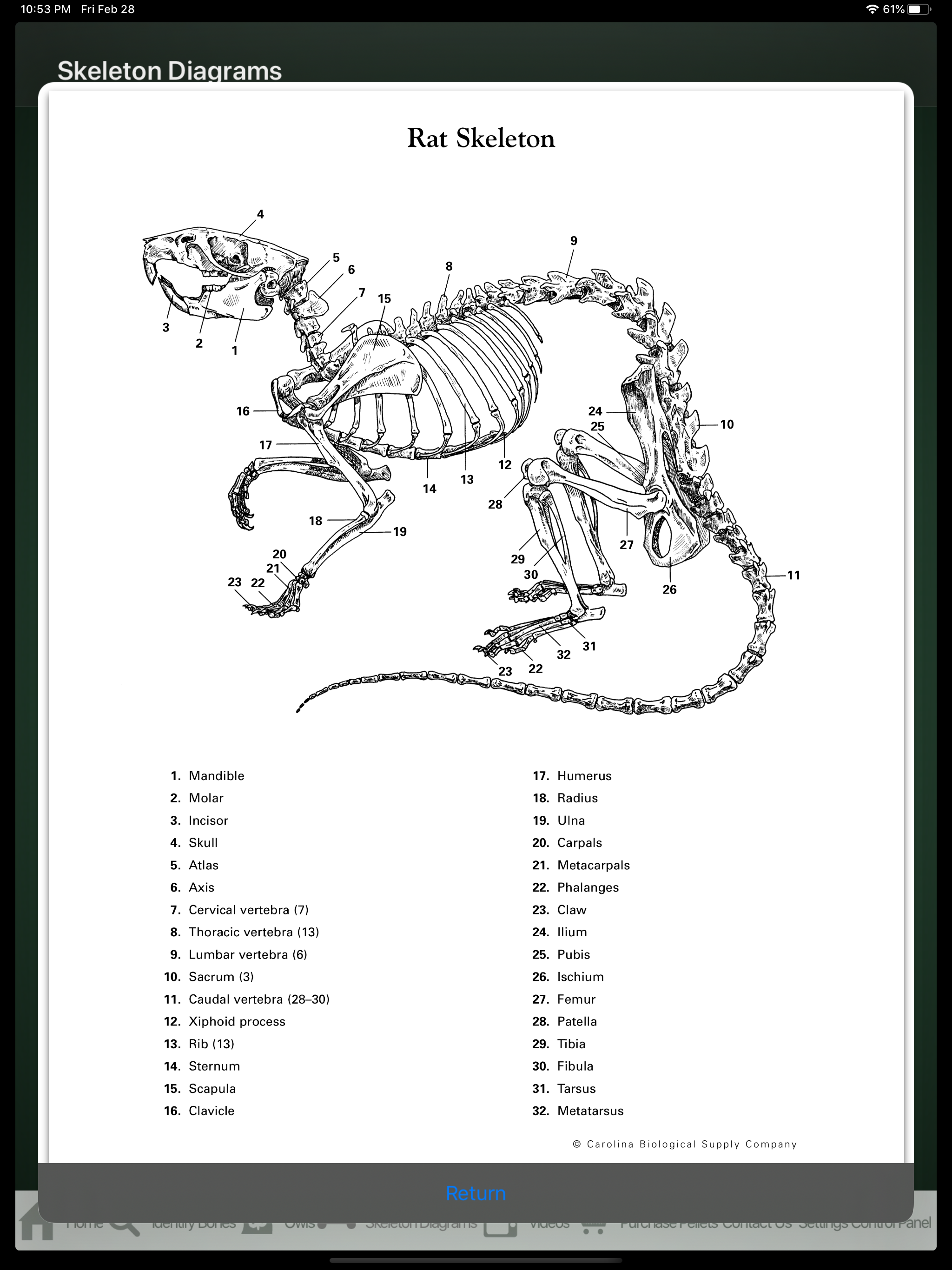 Owl Pellet Activities HD screenshot 3