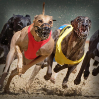 Dog Racing