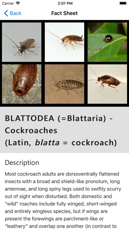 Key to Insect Orders - Revised screenshot-5