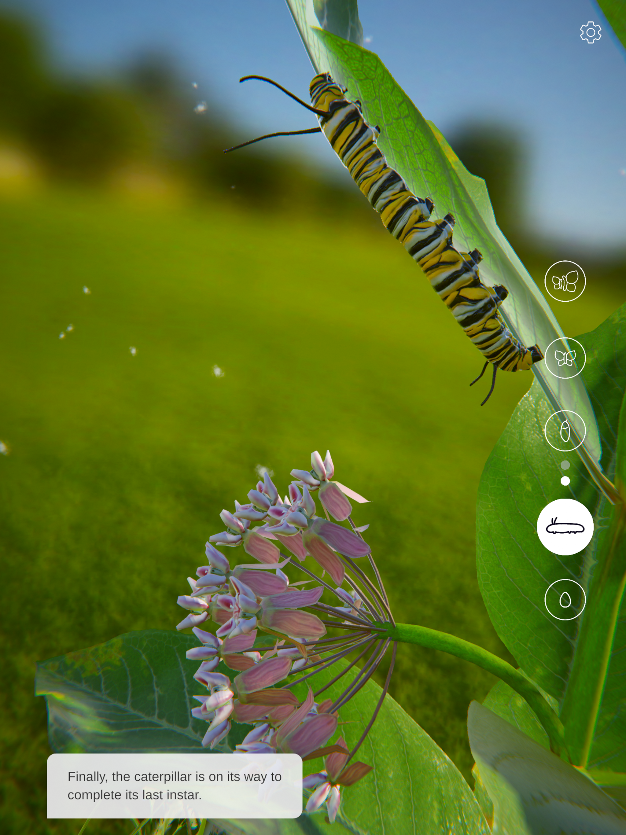 Butterfly Story
