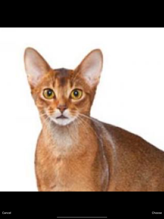 Cats Pedia: Breed identifier iPad screenshot 5 - Education app