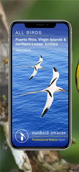 Game screenshot All Birds PR -> Antigua mod apk