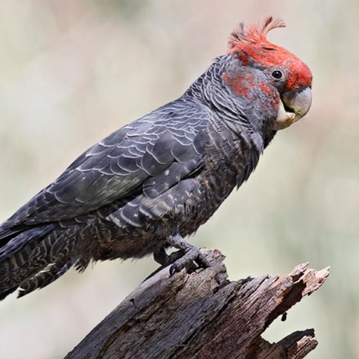 ANBG Birds