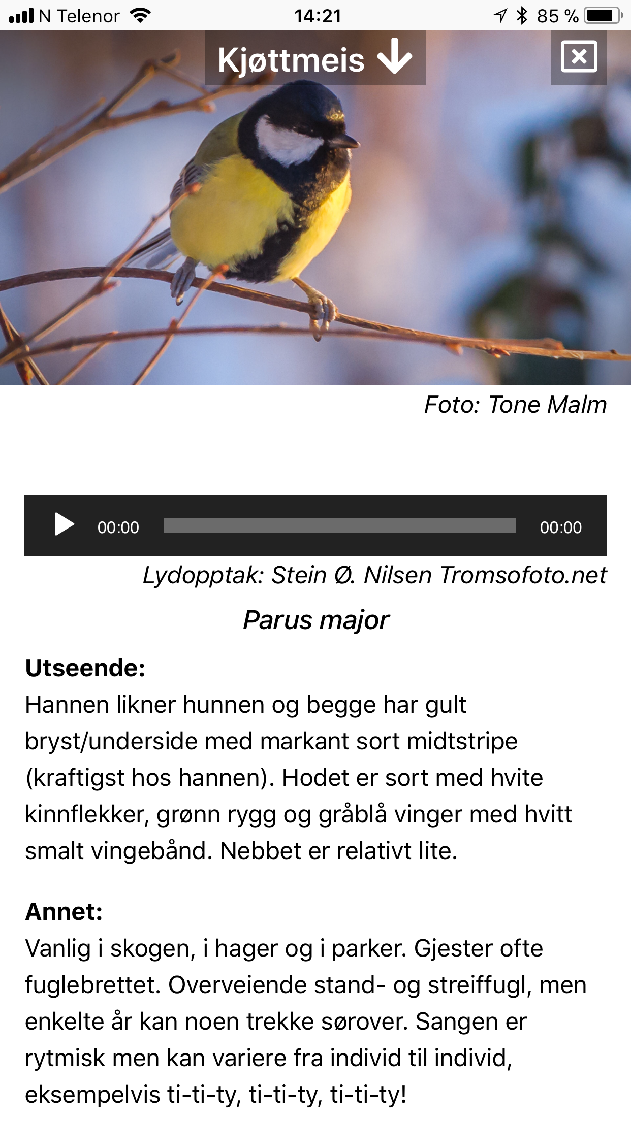 Fugler i nærmiljøet