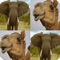 Exercise your memory with animal match cards