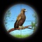Enjoy the latest Birds sniper hunt game by shooting flying birds hunting like ducks, seagulls, waterfowls, pigeons and many more flying birds in this Duck Hunting Games 2019