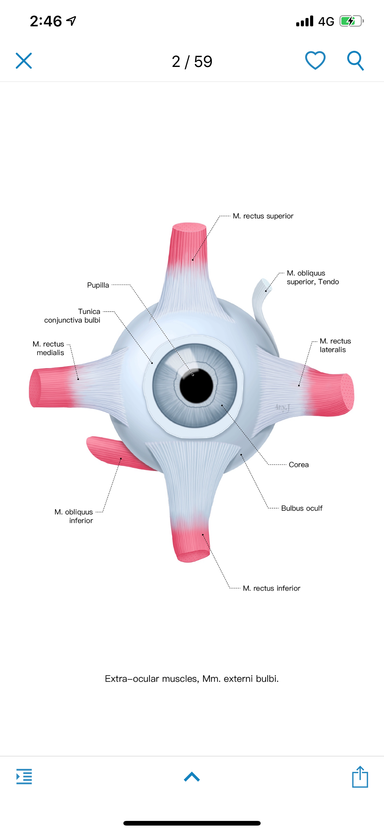 Ocular Anatomy Atlas