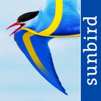 All Birds Sweden  logo