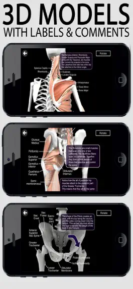 Game screenshot Learn Muscles: Anatomy mod apk