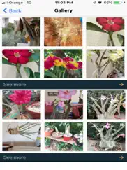 meine adeniums - adenium pfleg ipad bildschirmfoto 2