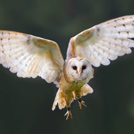Owl Pellet Activities HD Читы