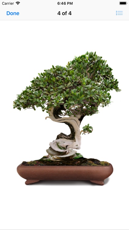 Beautiful Bonsai screenshot-4