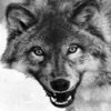 Wolf Wolf