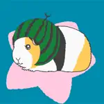 Guineapig-collection App Contact