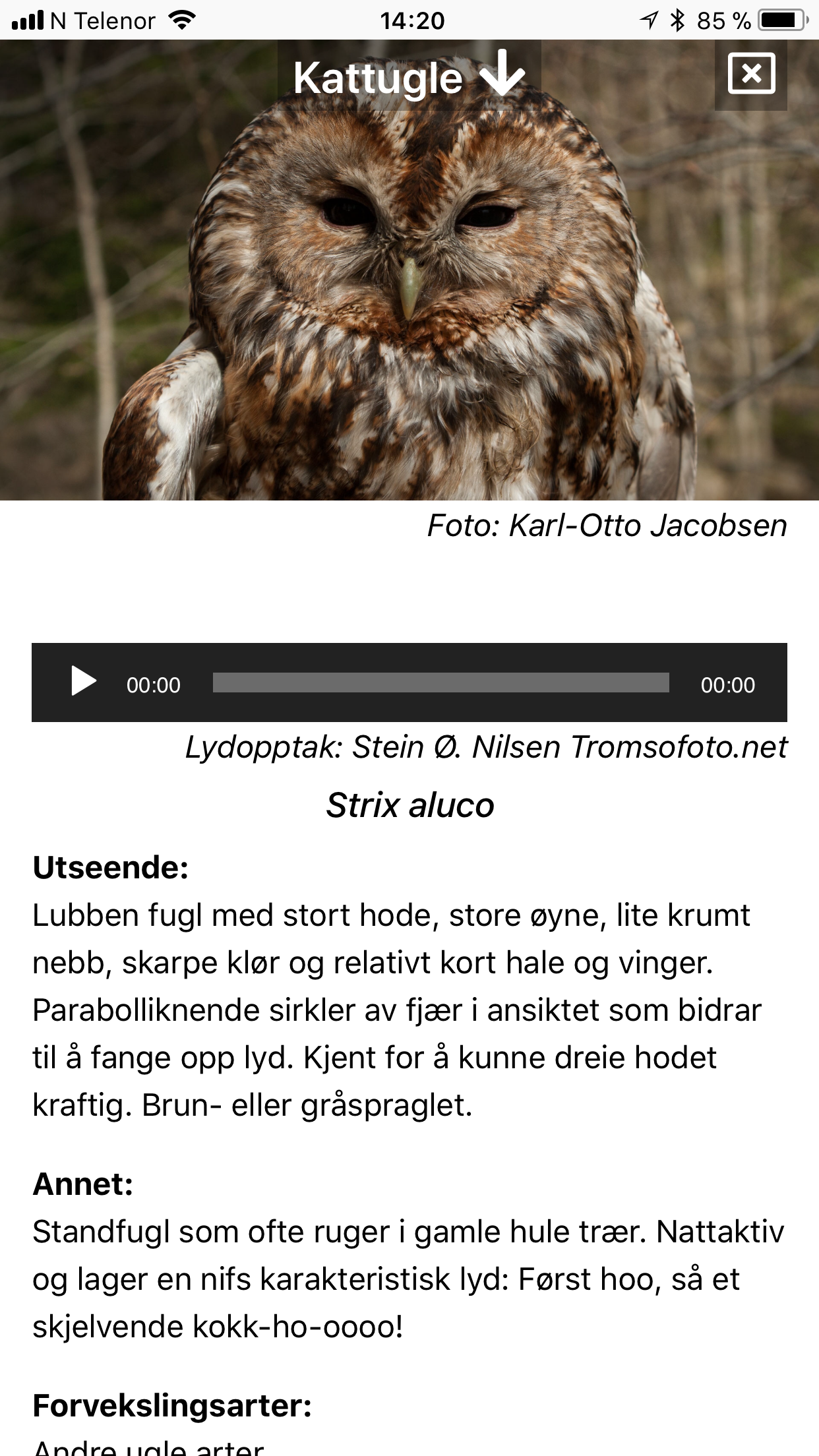 Fugler i nærmiljøet