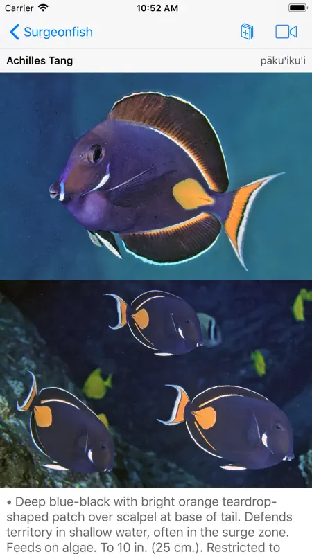 Snorkel Fish Hawaii for iPhone screenshot 2 of 10