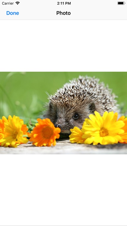 My Hedgehog Stickers