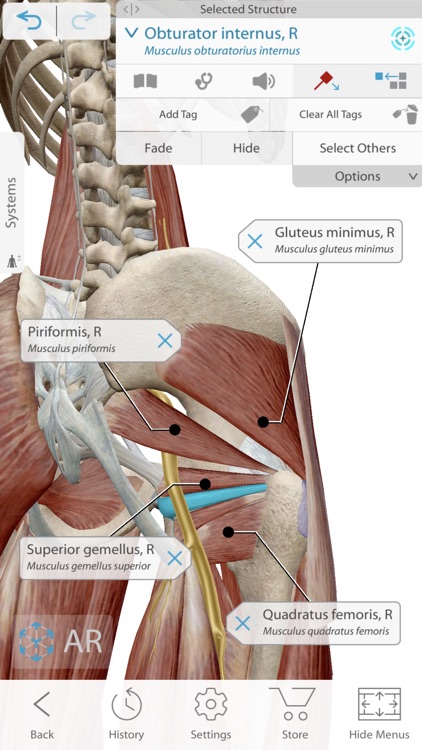 Human Anatomy Atlas 2021