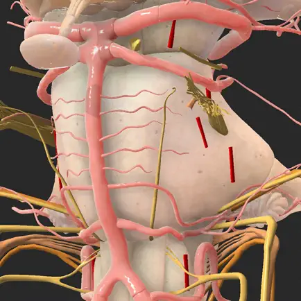 Brainstem and SEZ anatomy Читы