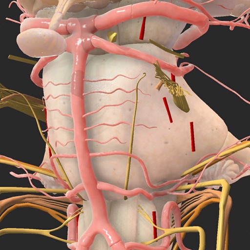 Brainstem and SEZ anatomy